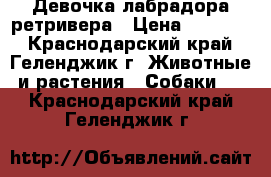 Девочка лабрадора ретривера › Цена ­ 25 000 - Краснодарский край, Геленджик г. Животные и растения » Собаки   . Краснодарский край,Геленджик г.